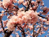 若旦那の日記（あたみ桜、満開！）