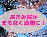 あたみ桜、間もなく満開です♪